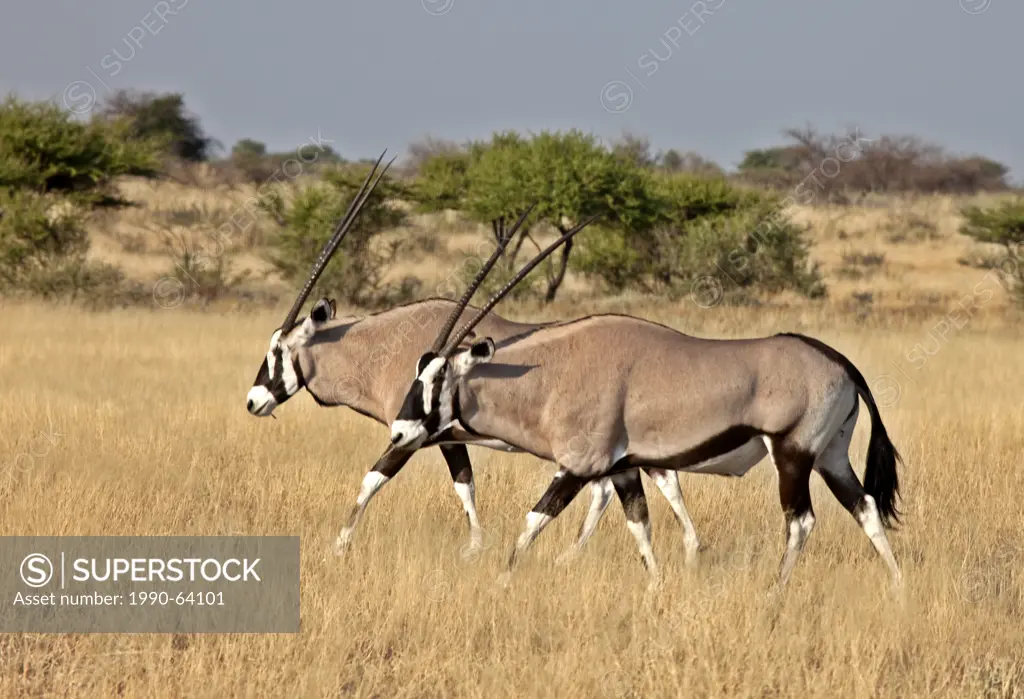 Gemsbok, oryx gazella, Central Kalahari Game Reserve, Botswana, Africa