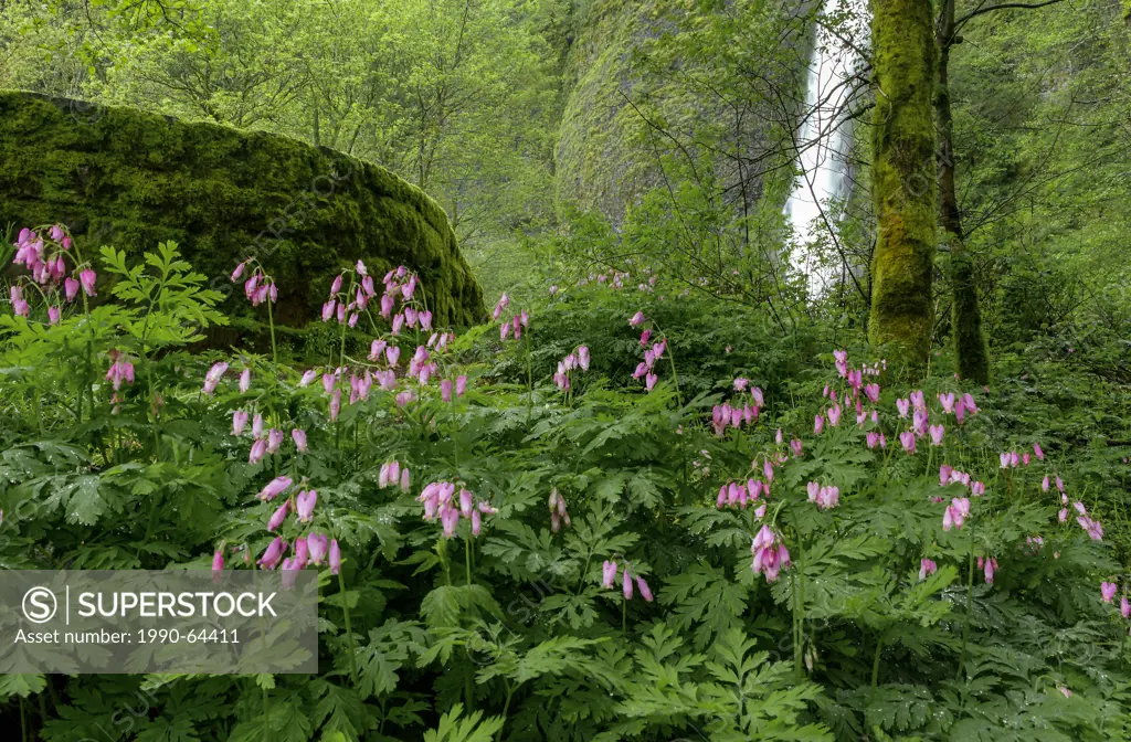 Bleeding heart flowers Dicentra formosa at Horsetail Falls, Columbia River Gorge National Scenic Area, Washington, USA
