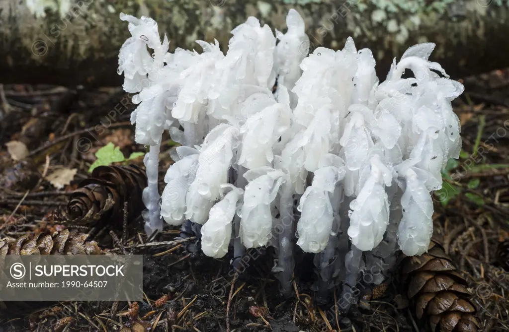 Ghost Plant, Indian Pipe, or Corpse Plant, Monotropa uniflora, a herbaceous perennial plant, Vancouver Island, British Columbia, Canada