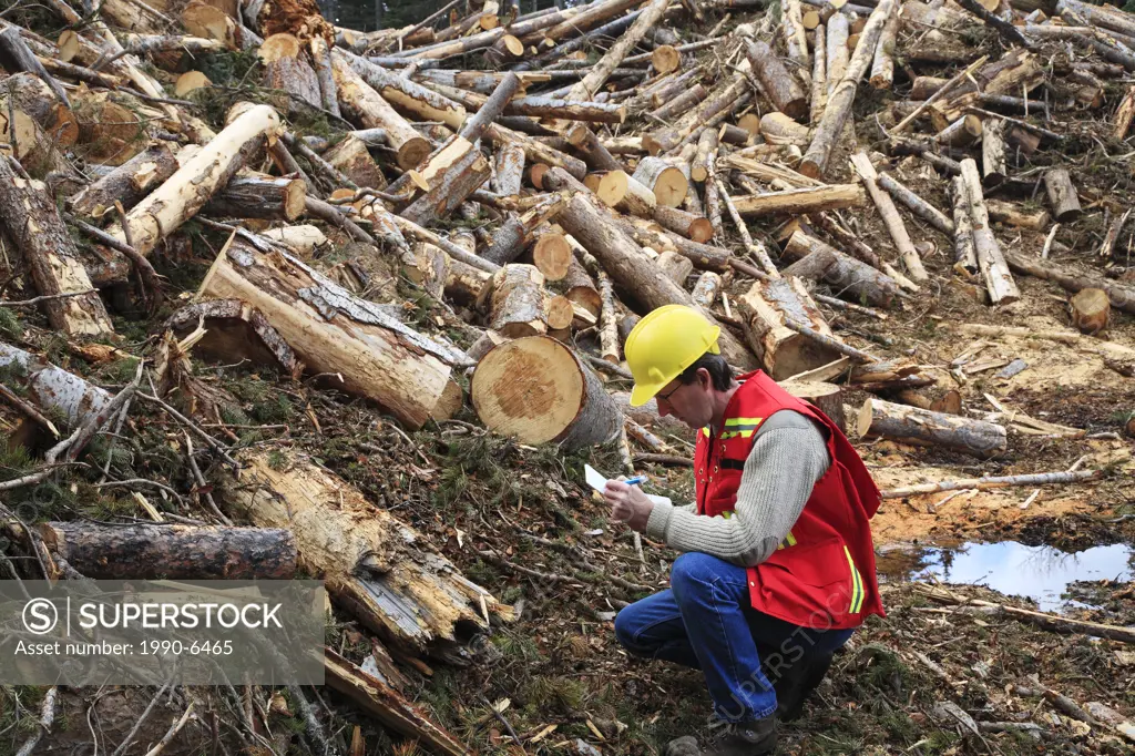 Forest worker examining beetle kill cutblock, Smithers, British Columbia, Canada