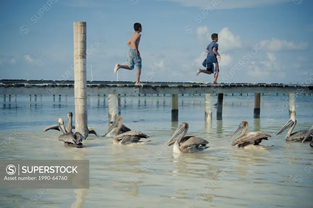 Two local boys run down a dock while brown pelicans Pelecanus occidentalis wait for fishy hand_outs. Caye Caulker, Belize.
