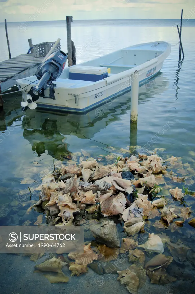 A pile of empty conch shells Lobatus gigas near the shore with a motor boat in the background on Caye Caulker, Belize.