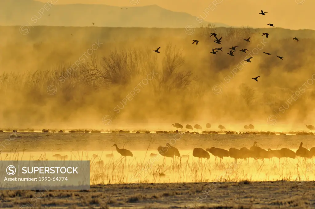 Sandhill Crane Grus canadensis Roosting individuals in ponds at dawn, with flight of ducks, Bosque del Apache NWR, New Mexico, USA