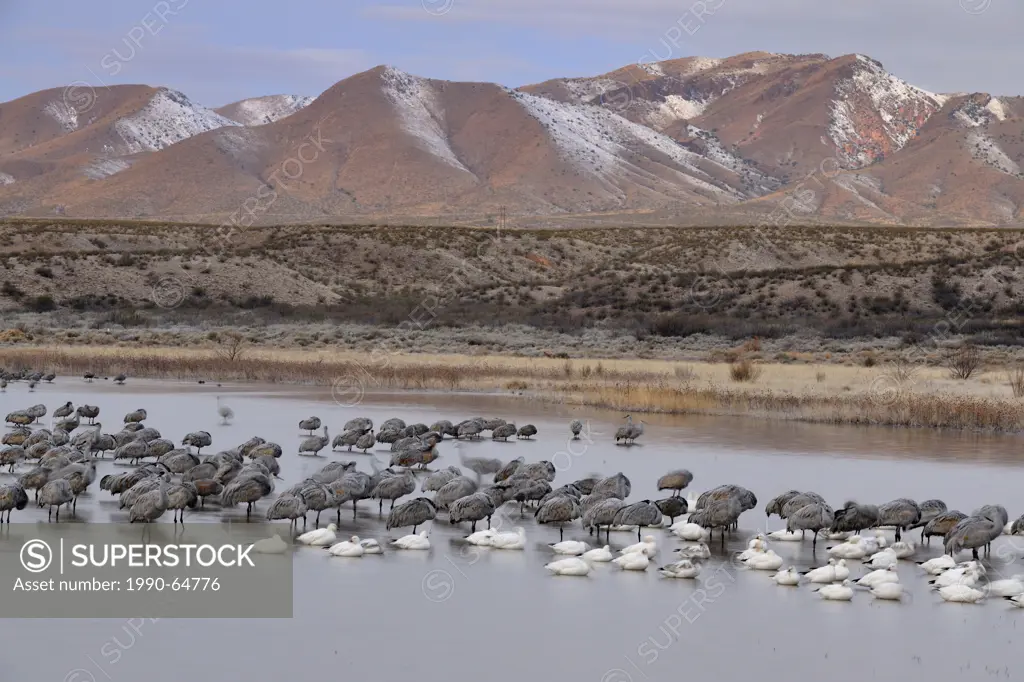 Sandhill crane Grus canadensis Flock roosting in a pond, Bosque del Apache NWR, New Mexico, USA