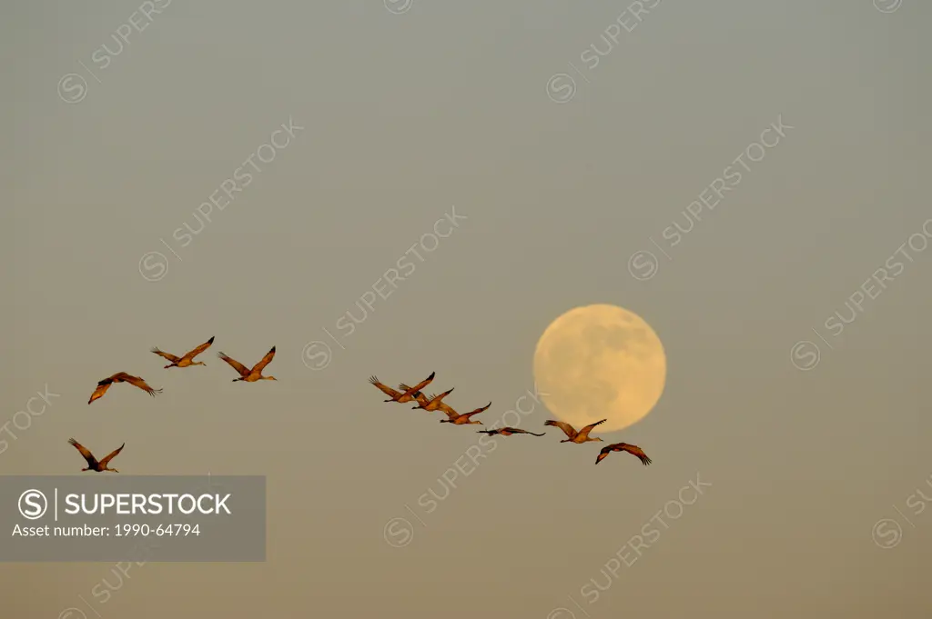 Sandhill Crane Grus canadensis Flying to overnight roosting ponds, Bosque del Apache NWR, New Mexico, USA