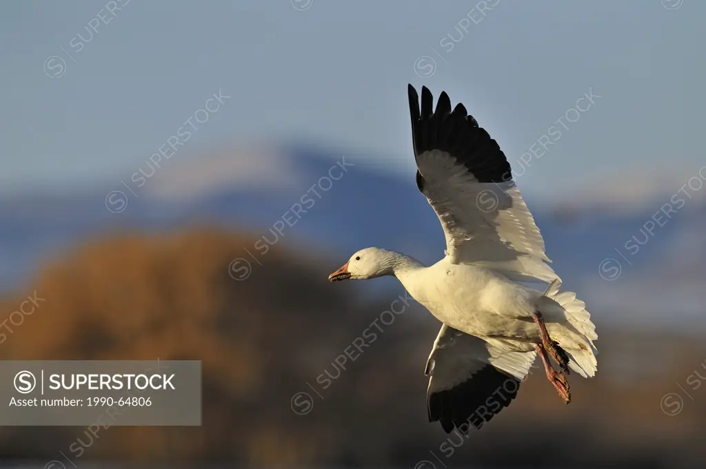 Snow Goose Chen caerulescens Landing in grain fields, Bosque del Apache NWR, New Mexico, USA