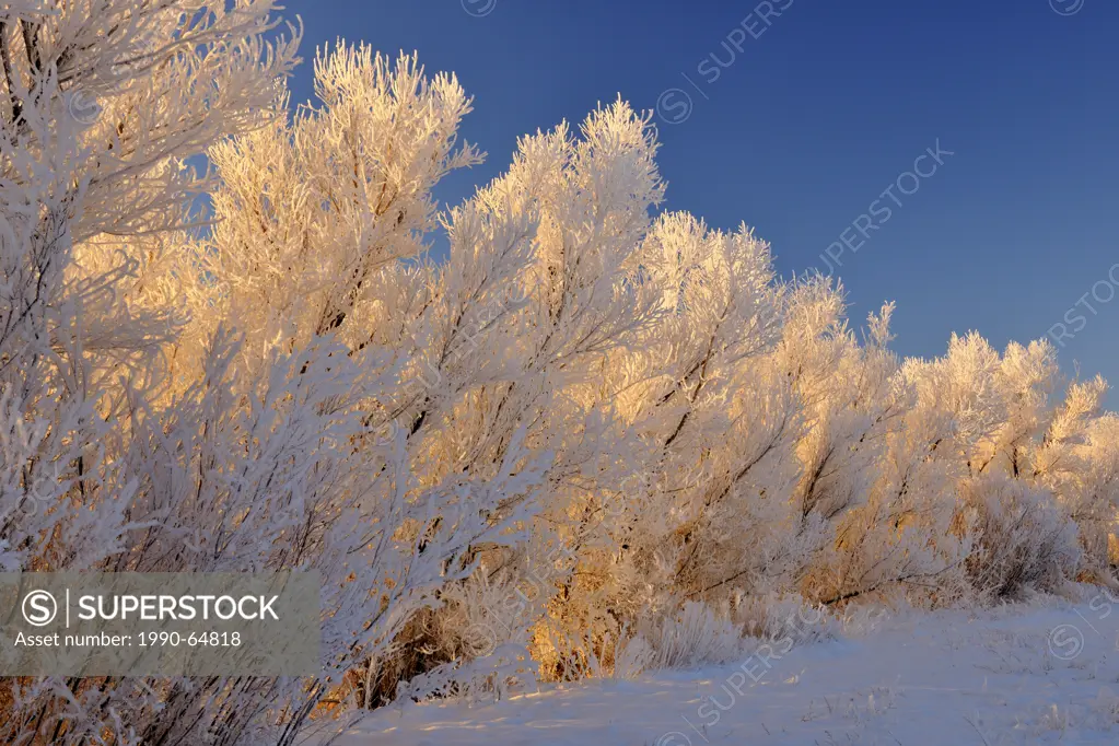 Hoarfrost on cottonwood trees, Bosque del Apache NWR, New Mexico, USA