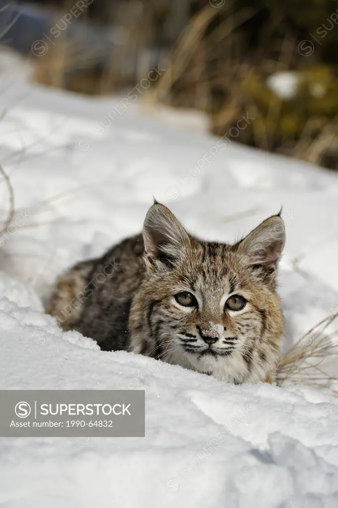 Bobcat Lynx rufus Kitten, first winter, Bozeman, Montana, USA