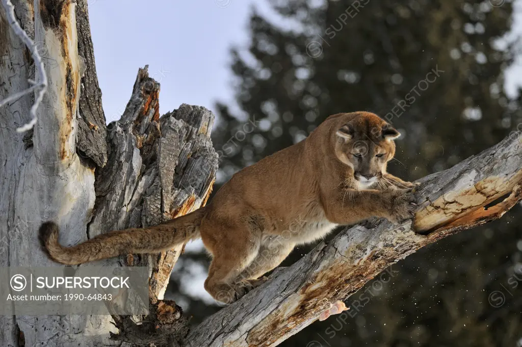 Cougar, Puma, Mountain lion Puma concolor , Bozeman, Montana, USA