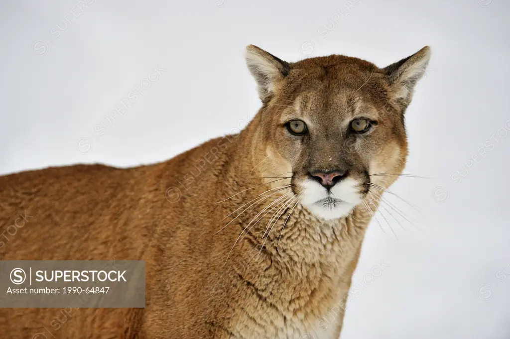 Cougar, Puma, Mountain lion Puma concolor , Bozeman, Montana, USA