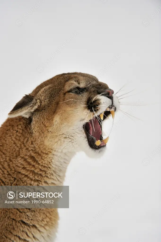 Cougar, Puma, Mountain lion Puma concolor Snarling, Bozeman, Montana, USA