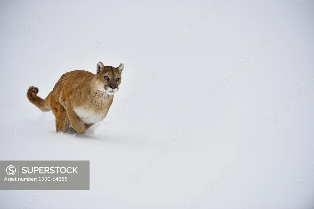 Cougar, Puma, Mountain lion Puma concolor Charging, Bozeman, Montana, USA