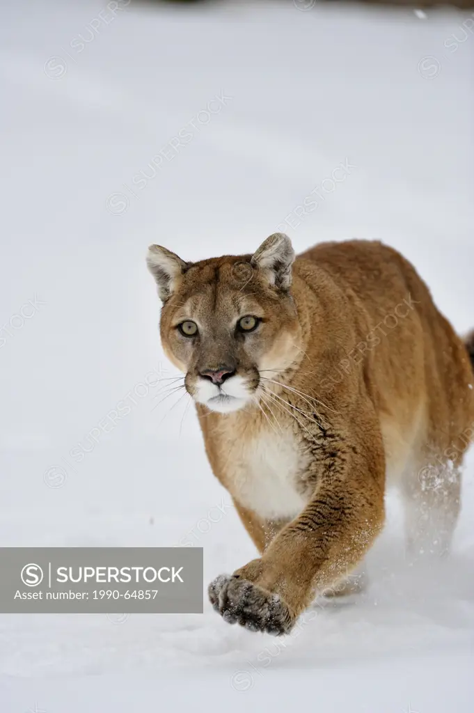 Cougar, Puma, Mountain lion Puma concolor , Bozeman, Montana, USA