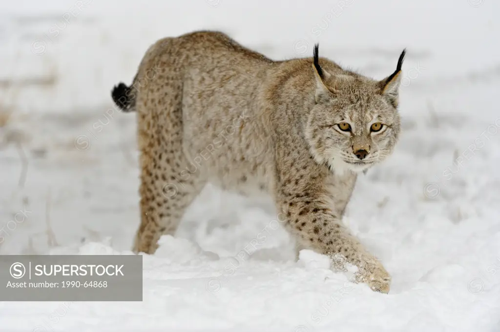 Eurasian lynx Lynx lynx, Bozeman, Montana, USA