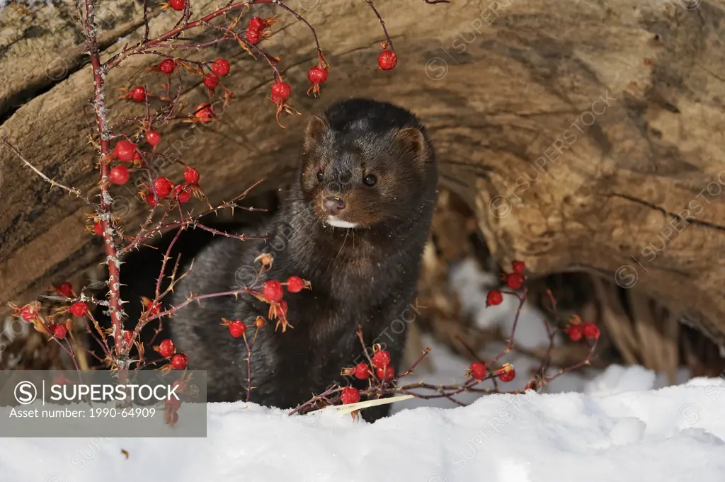 American mink Neovison vison Winter habitat, Bozeman, Montana, USA