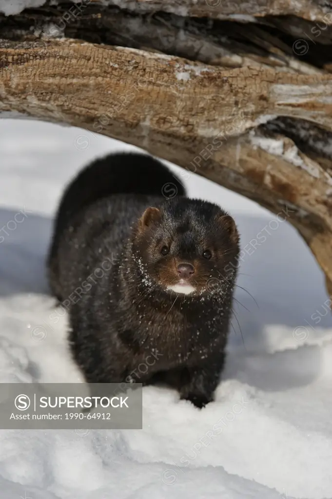 American mink Neovison vison Winter habitat, Bozeman, Montana, USA