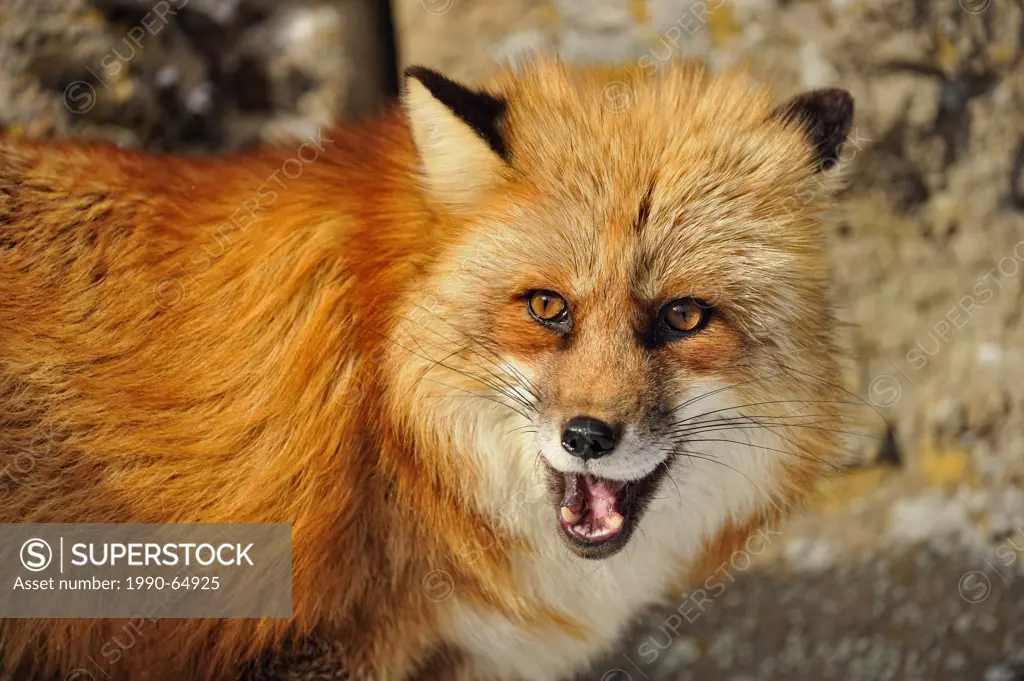 Red fox Vulpes vulpes, Bozeman, Montana, USA