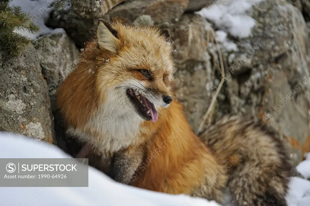 Red fox Vulpes vulpes, Bozeman, Montana, USA
