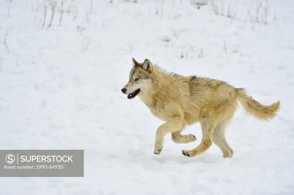 Grey Wolf Timber Wolf Canis lupus, Bozeman, Montana, USA
