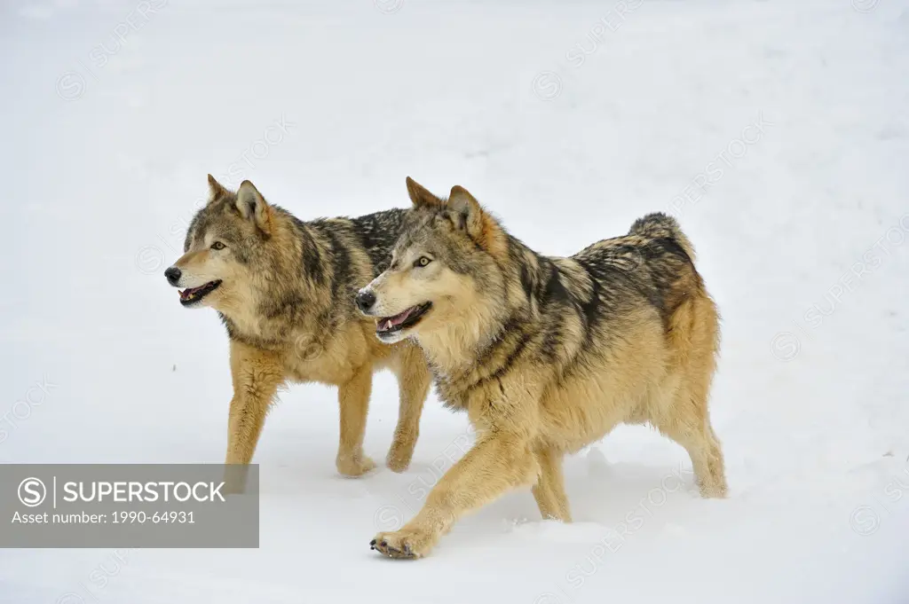 Grey Wolf Timber Wolf Canis lupus, Bozeman, Montana, USA