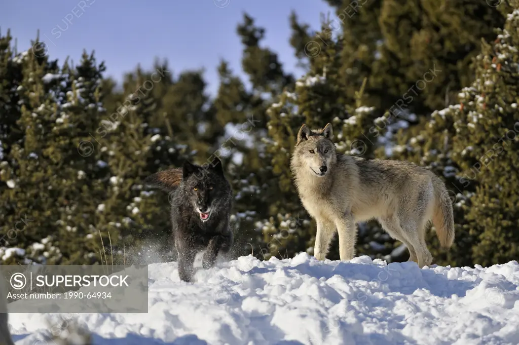 Grey Wolf Timber Wolf Canis lupus Winter habitat, Bozeman, Montana, USA