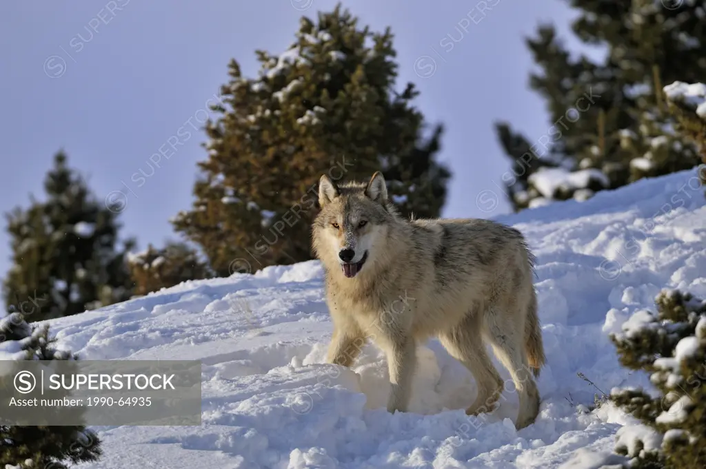 Grey Wolf Timber Wolf Canis lupus Winter habitat, Bozeman, Montana, USA