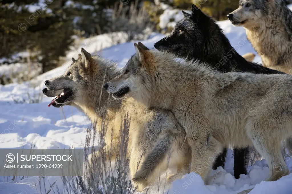 Grey Wolf Timber Wolf Canis lupus Pack interaction behaviour, Bozeman, Montana, USA