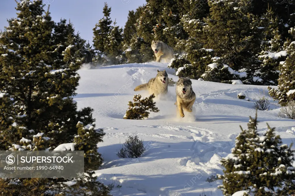 Grey Wolf Timber Wolf Canis lupus Running down snowy hillside, Bozeman, Montana, USA