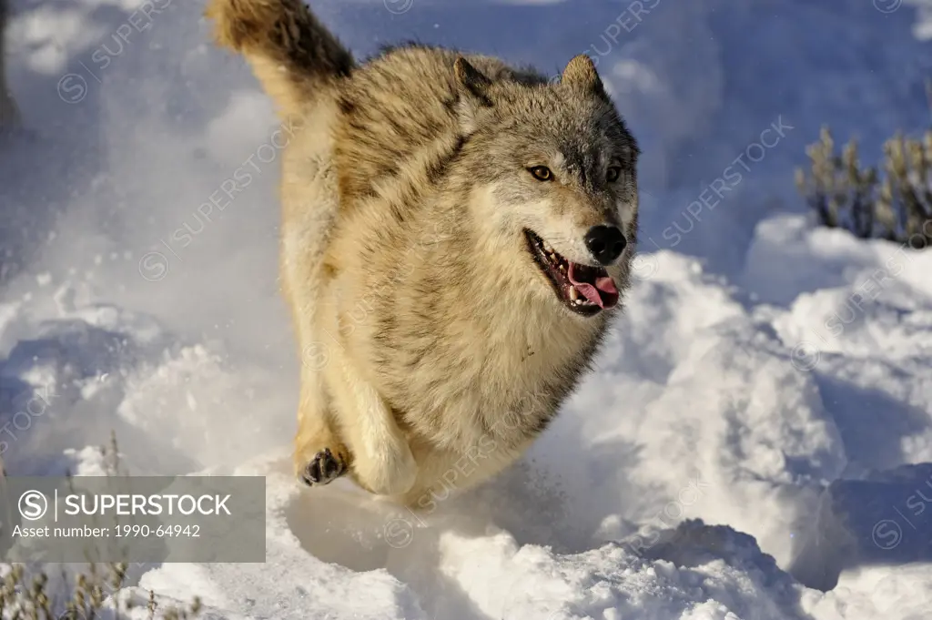 Grey Wolf Timber Wolf Canis lupus Running down snowy hillside, Bozeman, Montana, USA