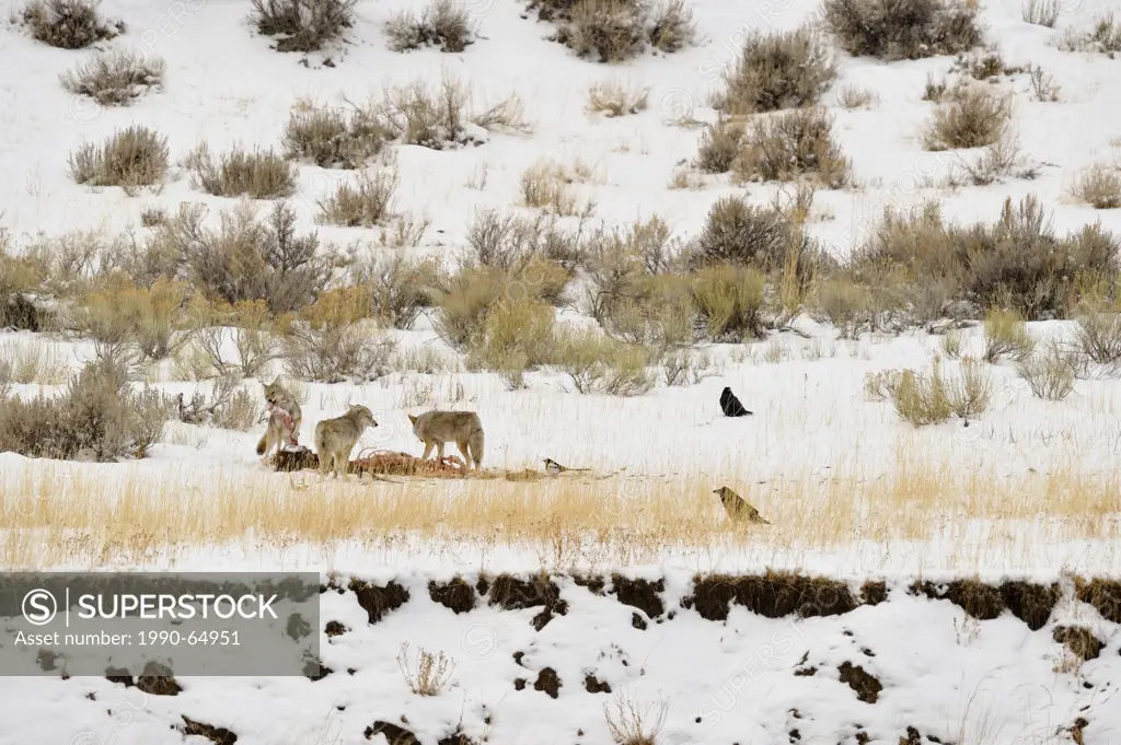 Coyote Canis latrans Feeding on elk carcass, killed by wolves, Yellowstone NP, Wyoming, USA