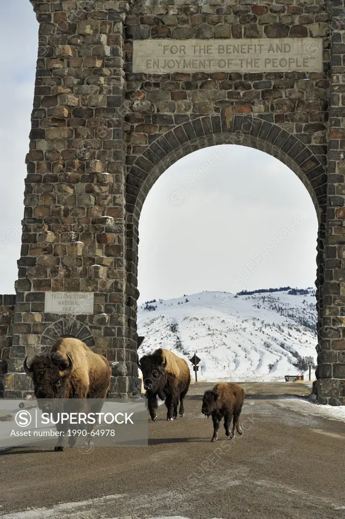 American Bison Bison bison Walking through the Roosevelt Arch entrance , Yellowstone NP, Wyoming, USA