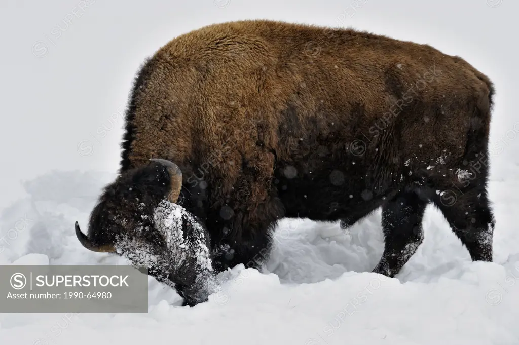 American Bison Bison bison Using head to bulldoze snow to gain access to winter forage., Yellowstone NP, Wyoming, USA