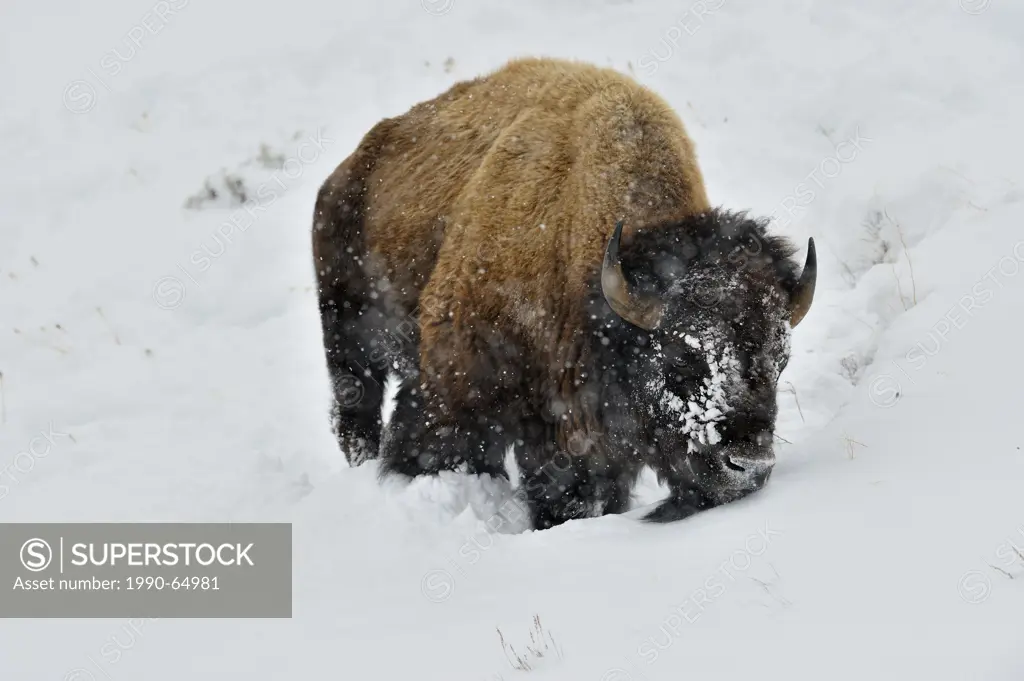 American Bison Bison bison Using head to bulldoze snow to gain access to winter forage., Yellowstone NP, Wyoming, USA