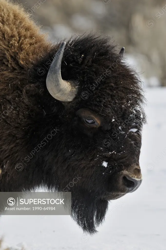 American Bison Bison bison , Yellowstone NP, Wyoming, USA