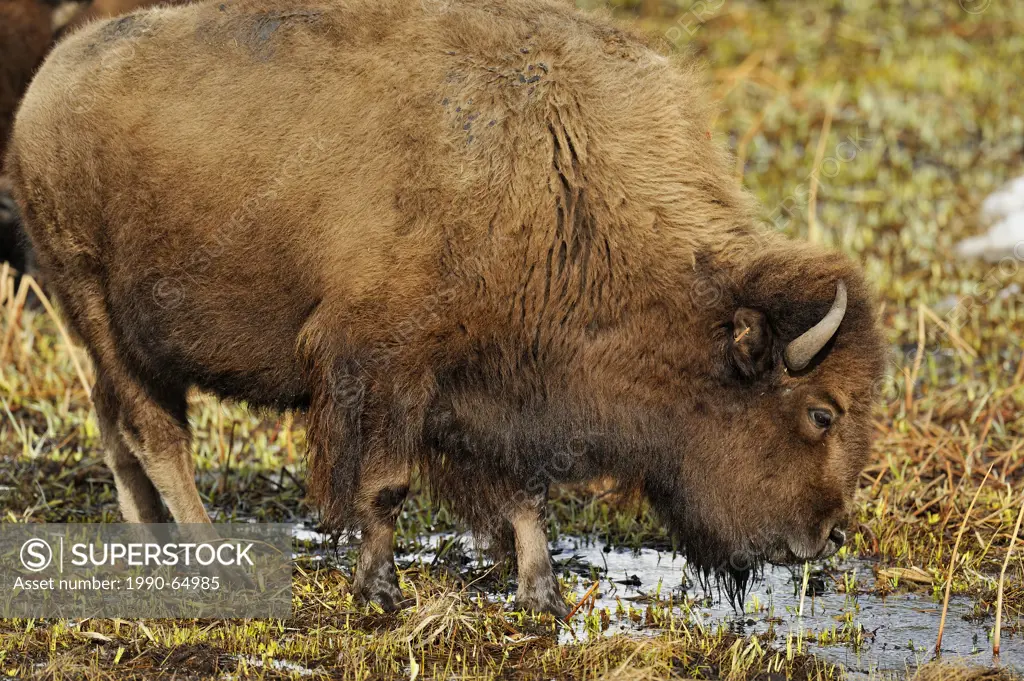 American Bison Bison bison Feeding and drinking in a wetland warmed by hot spring outflow, Yellowstone NP, Wyoming, USA