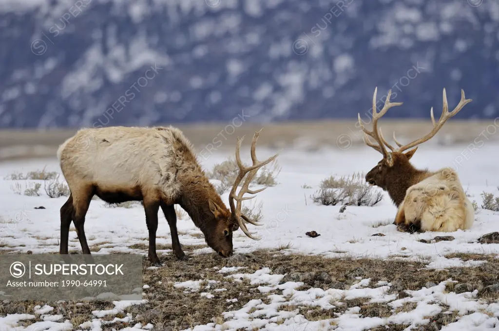 Elk Cervus elaphus Stags grazing a bare patch on a windswept ridge, Yellowstone NP, Wyoming, USA