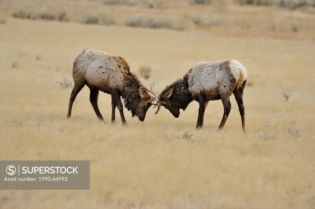 Elk Cervus elaphus Young stags confronting, duelling, jousting, head butting, Yellowstone NP, Wyoming, USA