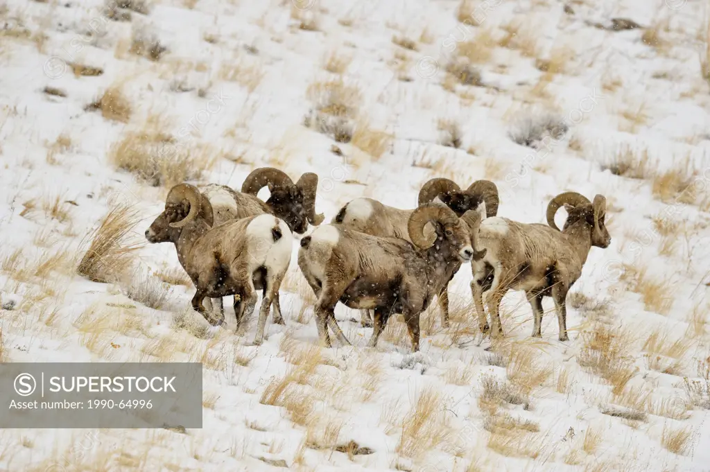 Bighorn sheep Ovis Canadensis Rams in winter forage habitat, Yellowstone NP, Wyoming, USA