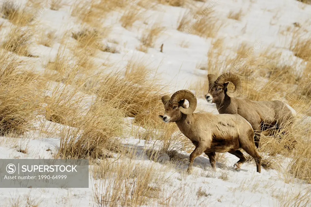 Bighorn sheep Ovis Canadensis Rams feeding in winter range Lamar Valley, Yellowstone NP, Wyoming, USA
