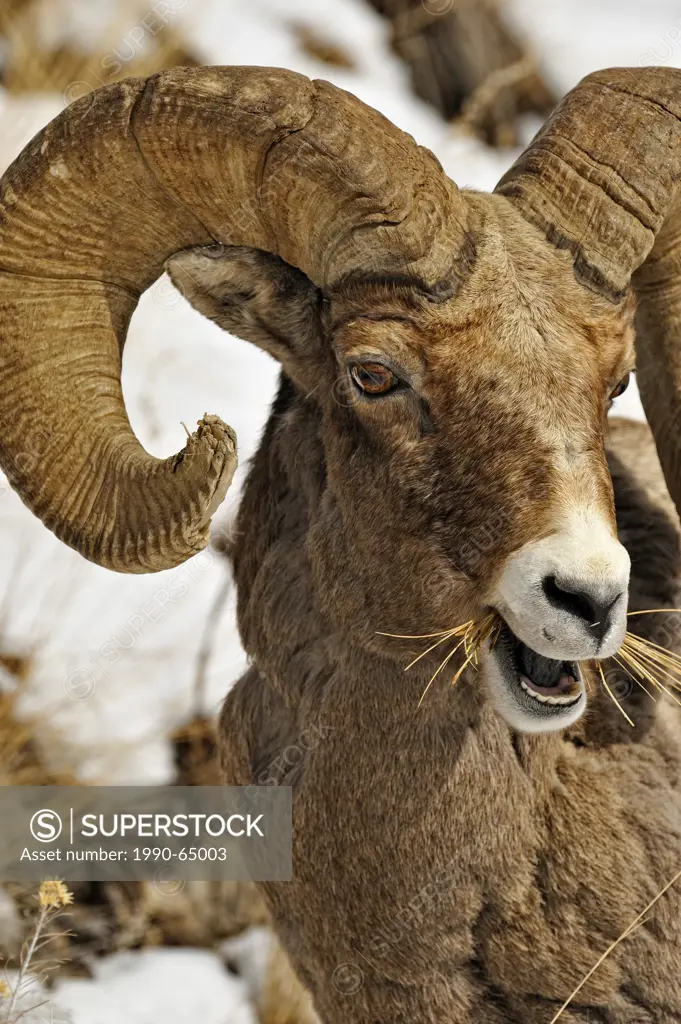 Bighorn sheep Ovis Canadensis Ram feeding in winter range Lamar Valley, Yellowstone NP, Wyoming, USA