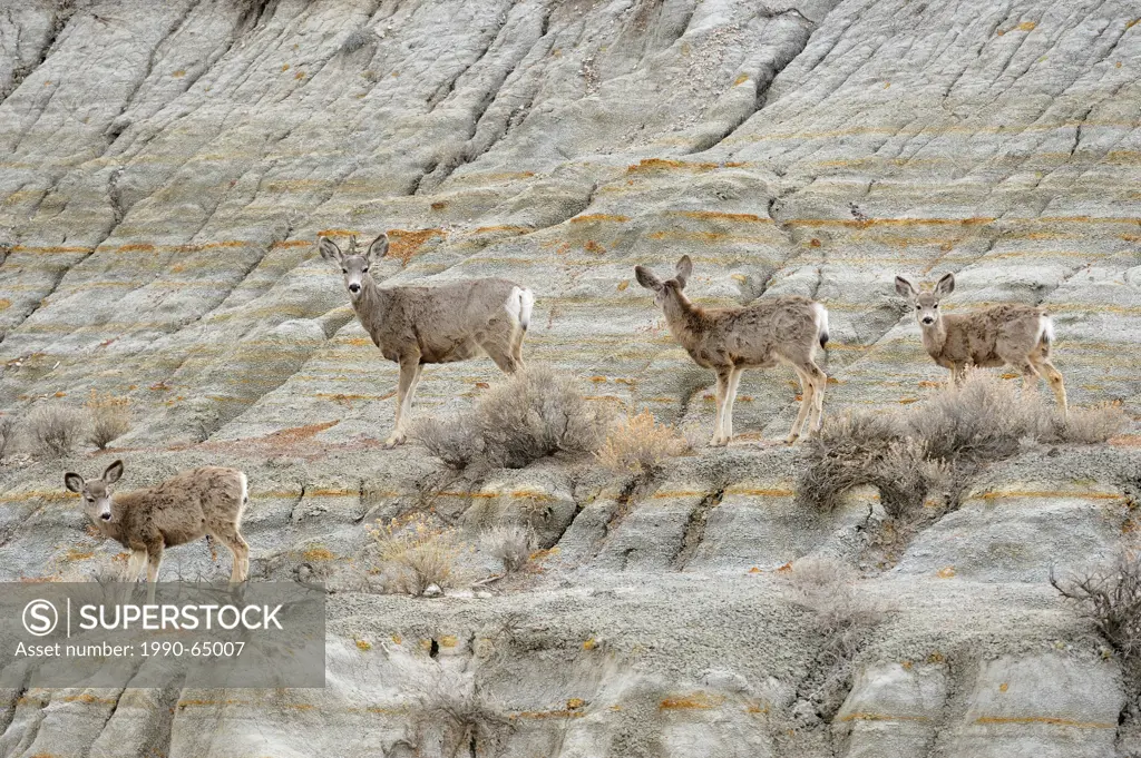 Mule deer Odocoileus hemionus Mother and fawns on bentonite slope , Theodore Roosevelt NP South Unit, North Dakota, USA