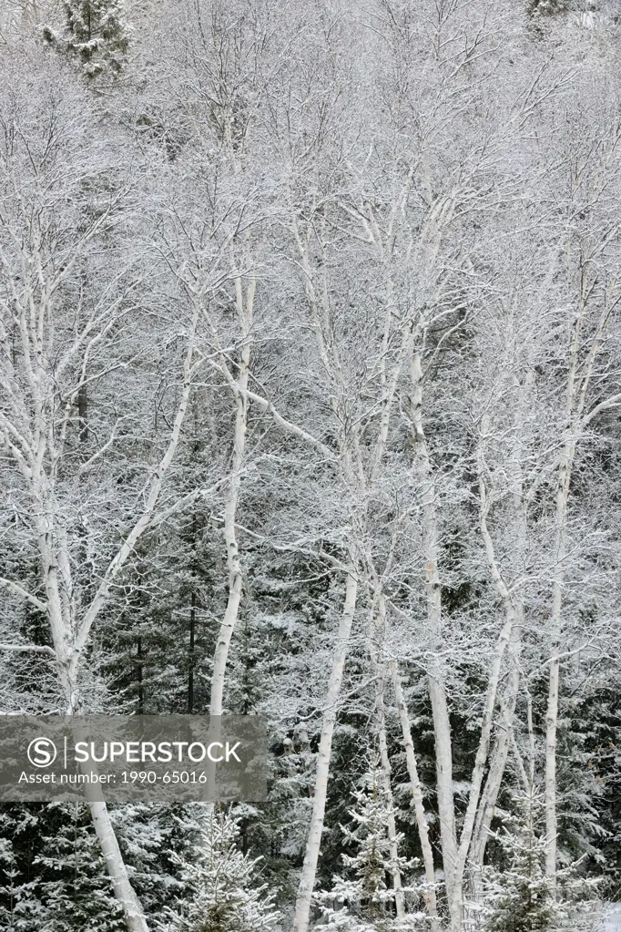 Fresh snow on birch trees, Greater Sudbury Lively, Ontario, Canada