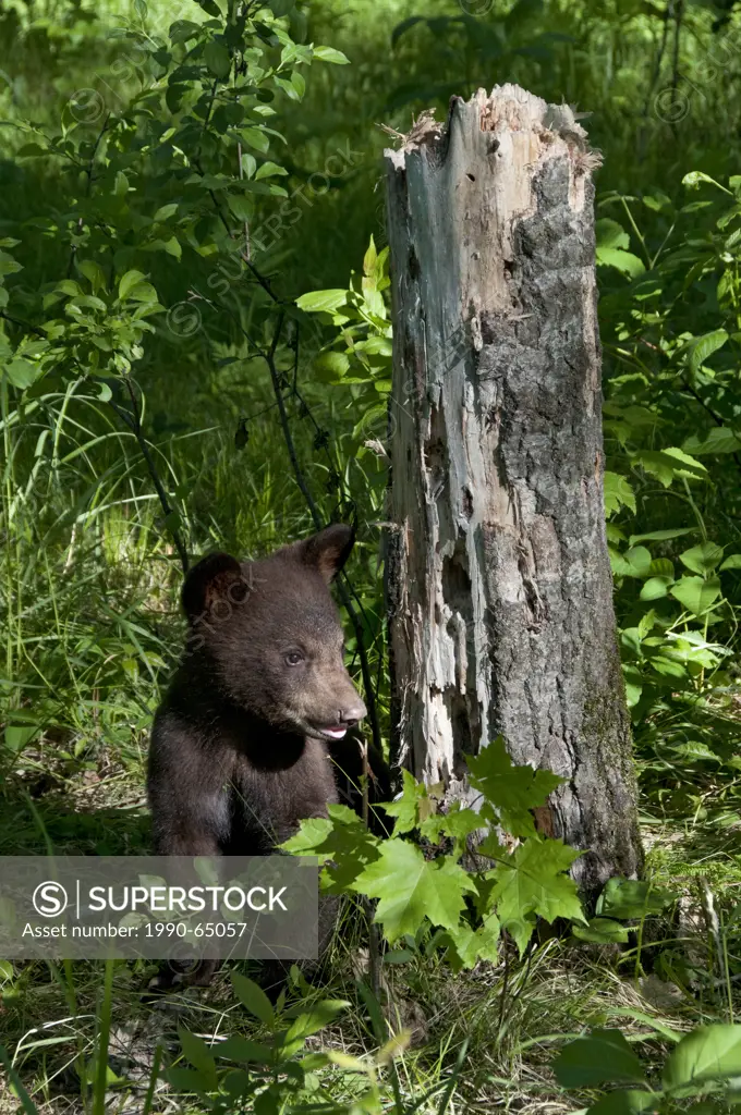 American Black Bear Cub standing near rotted tree stump, Ursus americanus, Boundary Waters Canoe Area, Minnesota
