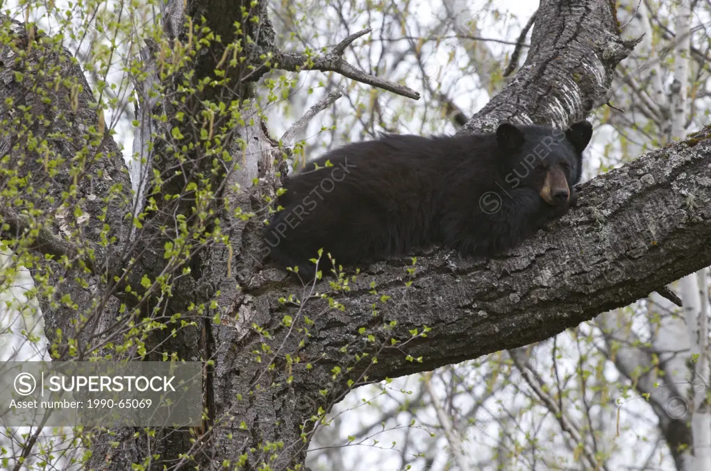 American Black bear resting and escaping bugs, lying on large tree branch, Ursus americanus, Sleeping Giant Provincial Park, Ontario, Canada