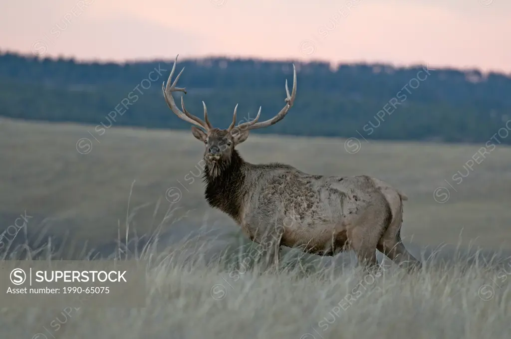 Bull Elk standing along prairie at sunset, Cervus canadensis, Wind Cave National Park, South Dakota, North America