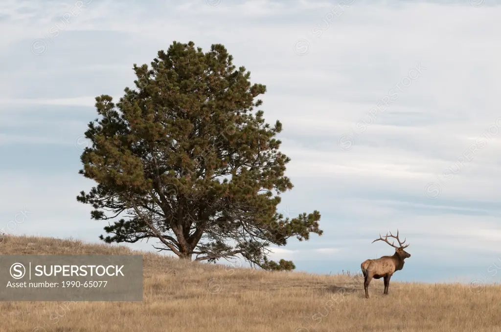 Bull Elk standing next to large Ponderosa Pine tree, Cervus canadensis, Wind Cave National Park, South Dakota, North America.