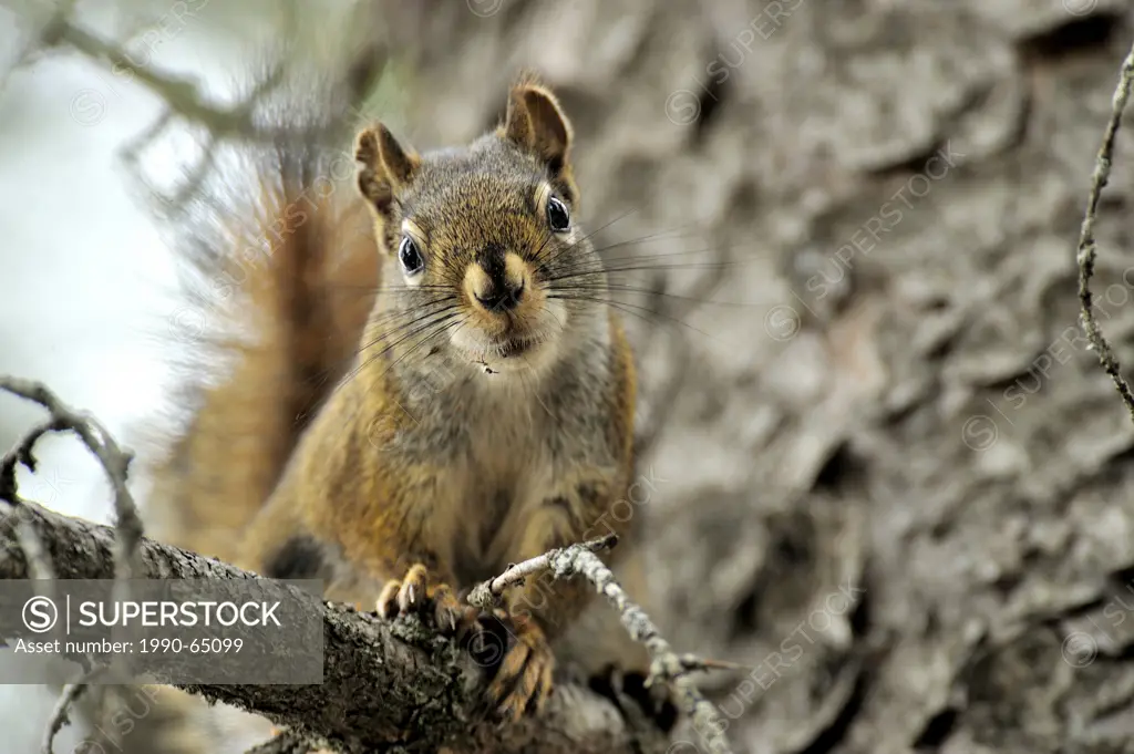 A horizontal image of a red squirrel Tamiasciurus hudsonicus on a tree branch looking down at the photographer