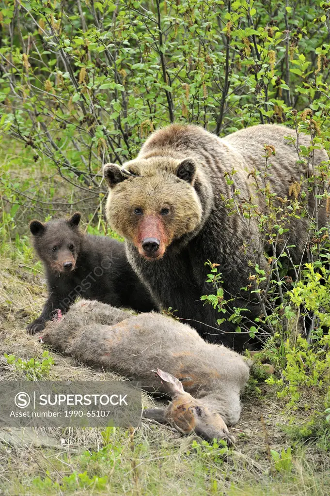 A female grizzly bear with a small cub standing over a road killed deer