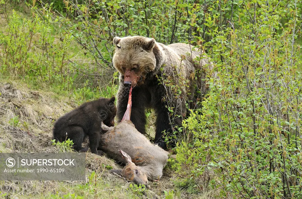 An mother grizzly bear shows her young cub how to feed on the tender body parts of a road killed deer.
