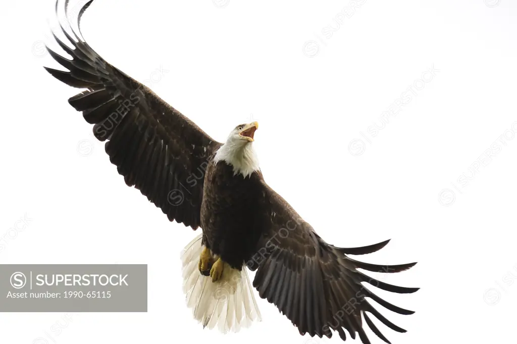 Bald Eagle, Haliaeetus leucocephalus, protective behaviour, Northern Ontario, Canada.